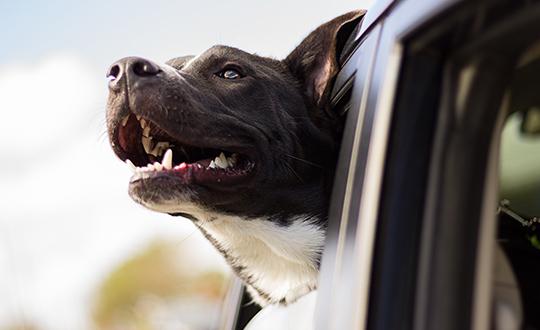 Viajar nos transportes públicos com animais de companhia